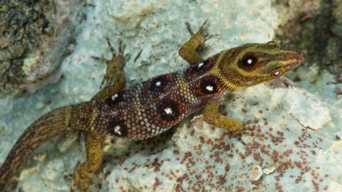 Close-up of a Union Island gecko