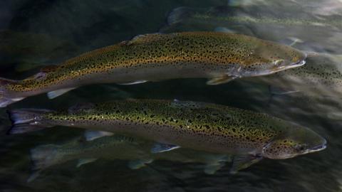 Farmed salmon