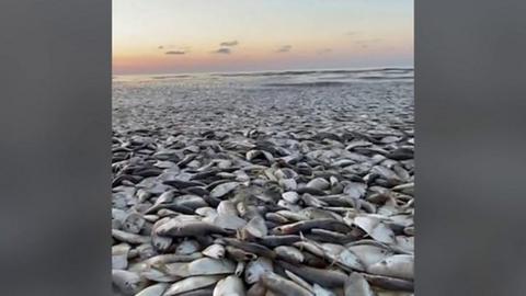 Fish washed up in Texas beach