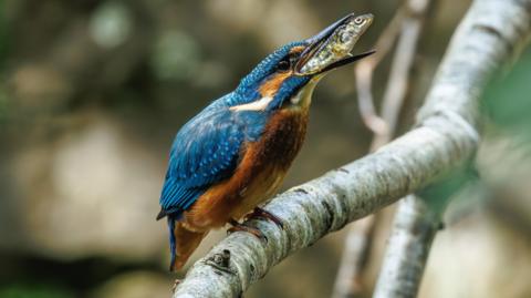 A bright Kingfisher bird on a branch, with a stickleback fish in its beak.