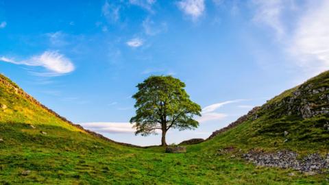 A picture taken of the Sycamore Gap tree in the gap between hills, in front of Hadrian's Wall.
