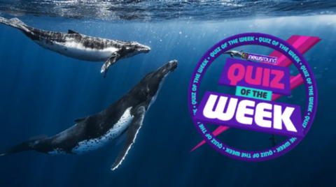 Whales and quiz of the week logo.