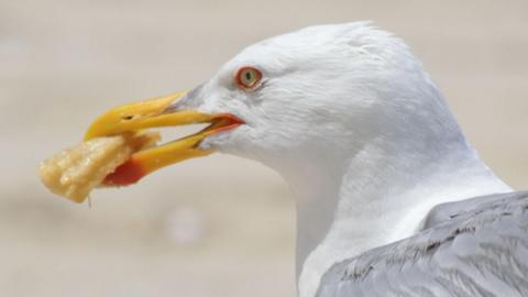 A gull with food in its mouth, it has a large white head and a bright yellow beak