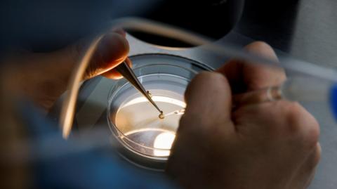 Close-up of a person using tweezers to manipulate small specimens in a petri dish under a microscope, with the dish illuminated from below