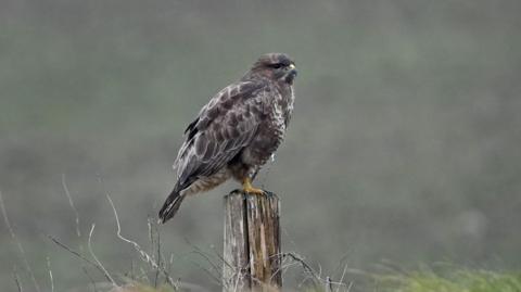 A common buzzard sits on a fence post with some faded grass in the background. It has largely grey plumage