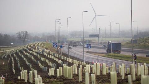 Trees along A14