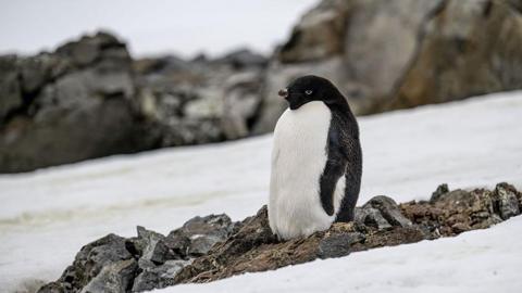 Antarctic Adélie penguin 