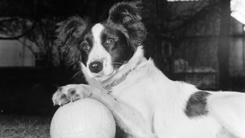 Pickles the dog, a Mixed Breed Collie, who found the missing World Cup last night (27th March 1966), pictured the morning after, playing with a football, and demonstrating his footballing skills, in the garden of his owners David and Jeanne Corbett.
