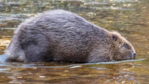 The beaver is a brown furry mammal with short ears and a black nose. The beaver is slowly entering water.