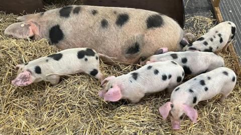 A sow with five piglets in a pen with straw beneath them. They are pink with black spots and their ears are covering their eyes.