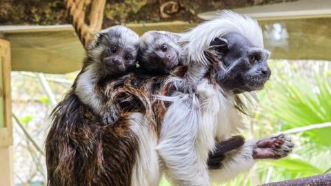 Two baby primates on the back of their parent. The parent has gifts of white hair on its head.