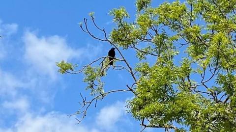 An adult crow in a tree