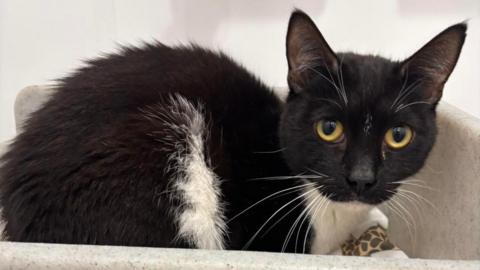A black and white cat with green and yellow eyes. The animal is looking at the camera. It appears thin.