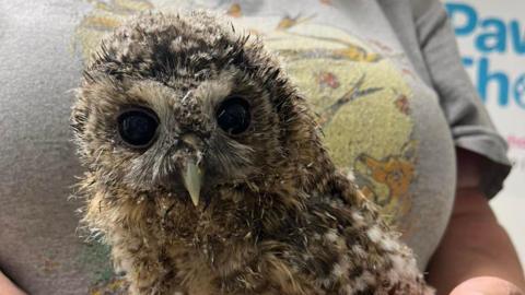 The owlet being held by a volunteer from the animal rescue charity. The bird has big dark eyes and a white beak. It's feathers are fluffy and sticking out. They are white and brown in colour.