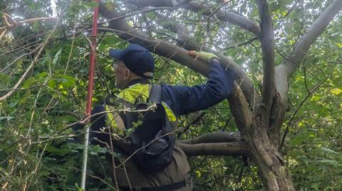 Peter Ellis is wearing a navy cap and jumper with a yellow hi-vis vest on over the top. He has gloves on and he is climbing on part of a tree to pull up Himalayan Balsam from a riverbank.