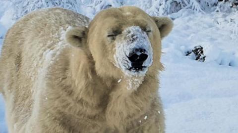 Victoria has snow on her nose. There is snow all around her on the ground.