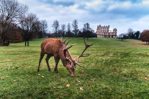Deer eating grass with a hall in the background 