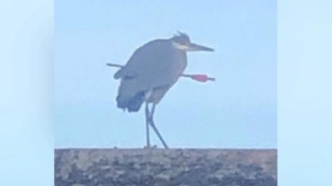 Heron on roof with arrow embedded in body