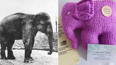 Two pictures of elephants. One is a black and white photo of an elephant from the 1930s, the other is a pink knitted decorative elephant