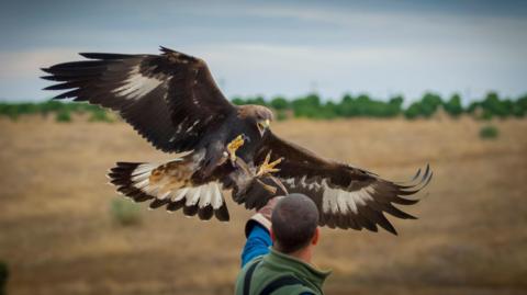 Close up of Golden Eagle in flight landing on a falconer. Stock photo.