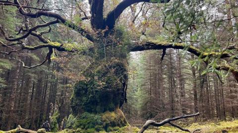 Ancient oak tree with its branches splayed out and its trunk covered in moss and lichen.