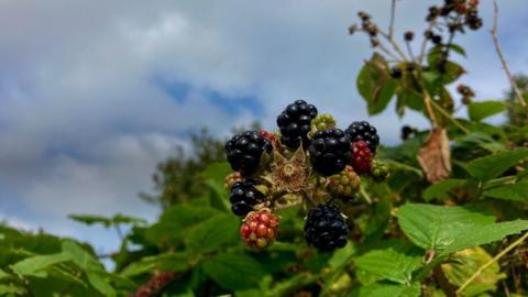 Blackberries ripening on a bush with a cloudy sky