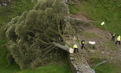 The Sycamore Gap tree was felled illegally last year