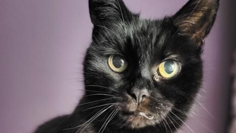 Louly has black fur and light green eyes. She is sitting upright with her ears pricked up.