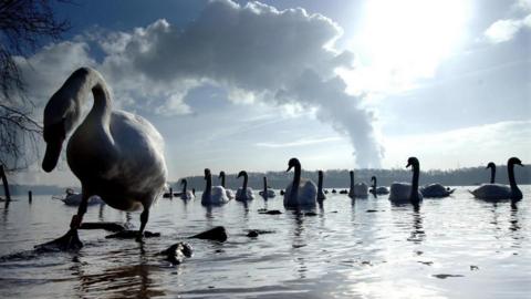 A large number of swans swim along in a lake. A swan in the foreground walks on the lake's shore. It has a tag around its foot.