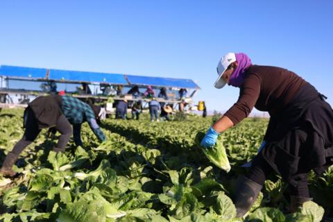 A person wearing boots, long sleeves, a hat and scarf and rubber gloves picks up a head of lettuce in a field. Other farmworkers are seen in the background.