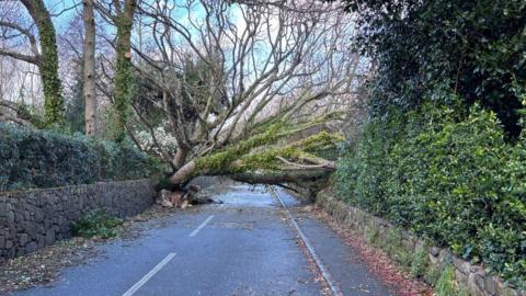 Fallen tree at Saumarez Park. The tree is fallent over the road. The road has leaves and branches on it. On either side of the road is a small stone wall and bushes. The sky is blue with white clouds.
