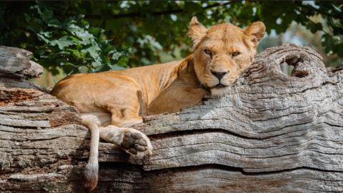 A female lion sits and rests in the middle of a large dead tree trunk.