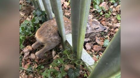 A fawn stuck in a metal railing in Southampton, with its head poking on the other side of where its body has become stuck. 