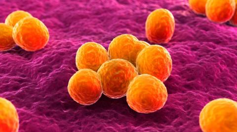 MRSA bacteria. Computer artwork of methicillin-resistant Staphylococcus aureus (MRSA) bacteria.