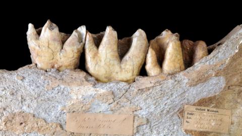 Dream Cave woolly rhino jaw bone and teeth