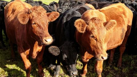 Young Aberdeen Angus Black Bull Surrounded By Red Bulls