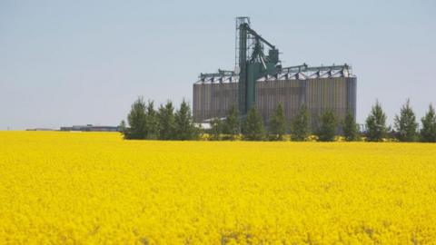 Canola Field And Silos, Central Alberta, Canada 