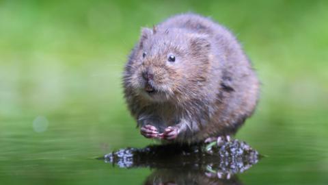 A water vole perched on a bit of earth on a river