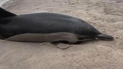 Dolphin stranded on sandbank