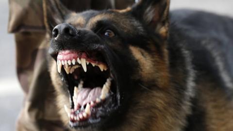 Generic image of a dog showing its teeth