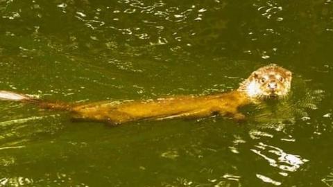 Otter in the canal