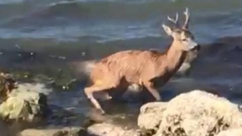 Deer stuck in the water