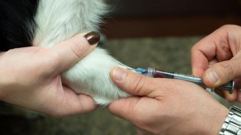 A dog gets blood drawn with a needle at the vet.