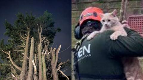 Split image, left very tall trees, right a tree surgeon in an orange hat holding a ginger cat