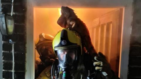 Iguana on a firefighter's head
