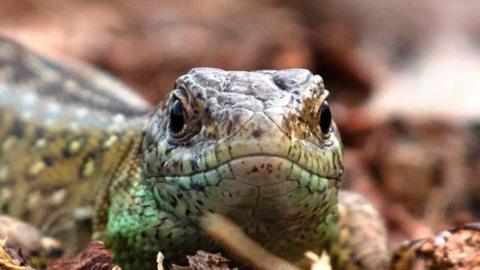 Stock close-up image of a green and yellow lizard on vegetation.