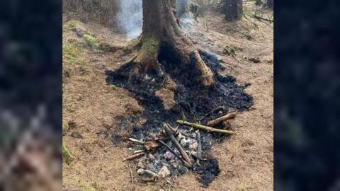 Photo of burnt out campfire by tree in the woods. 