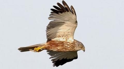 A male Marsh Harrier