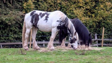 Two horses pictured on a grassy field. A black horse is in the background with a white horse in the foreground, with black spots and blonde mane. 