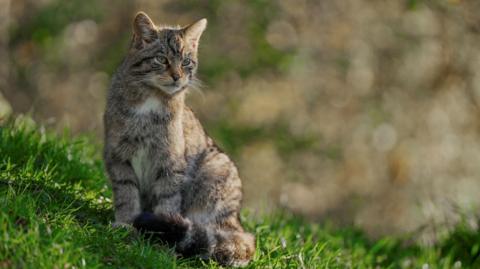 The wildcat looks like a large tabby cat with grey-brown fur and darker stripes. It is sitting in an area of grass and looking into the distance.